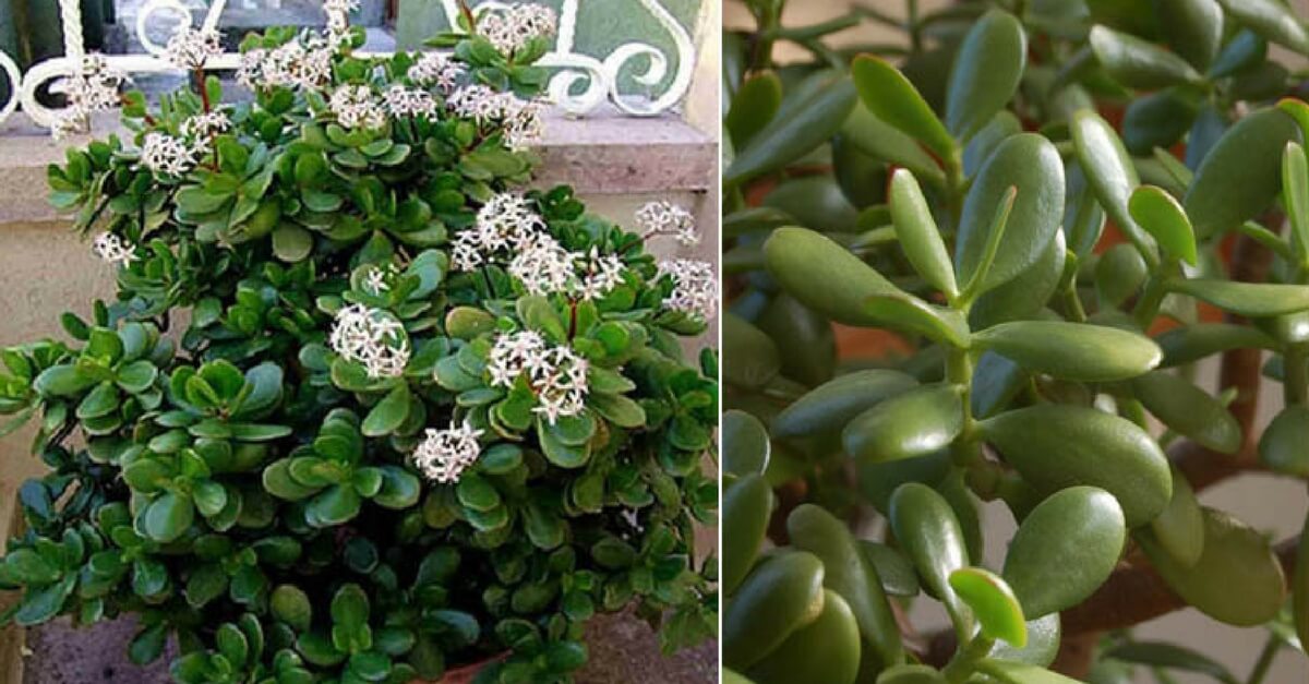 planta jade