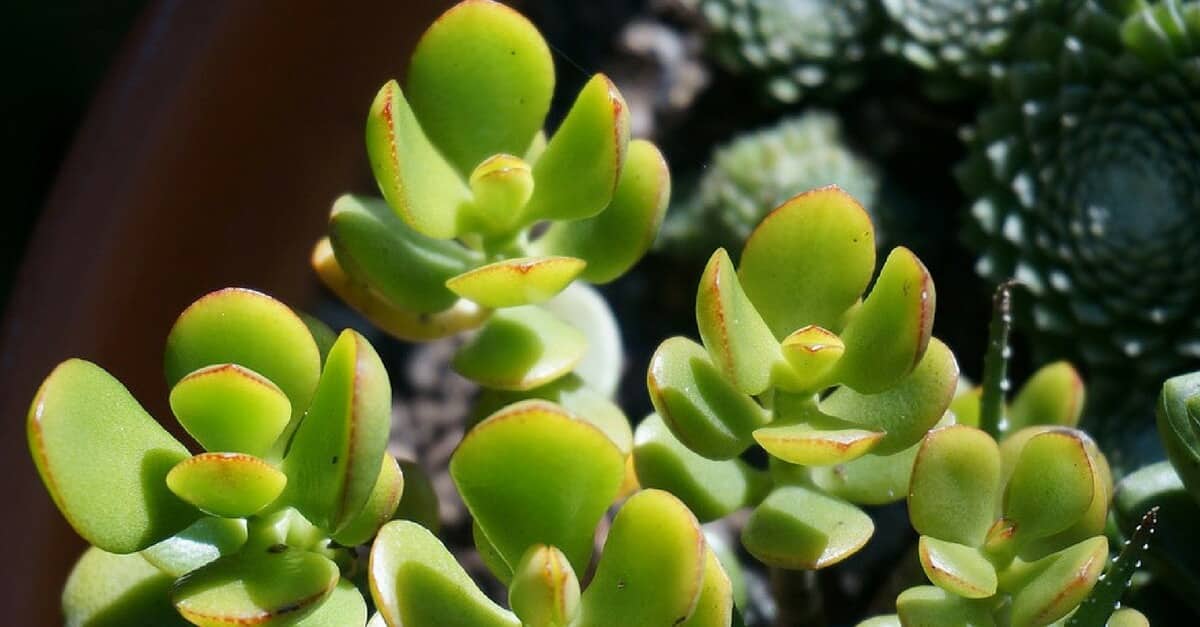 Planta Jade